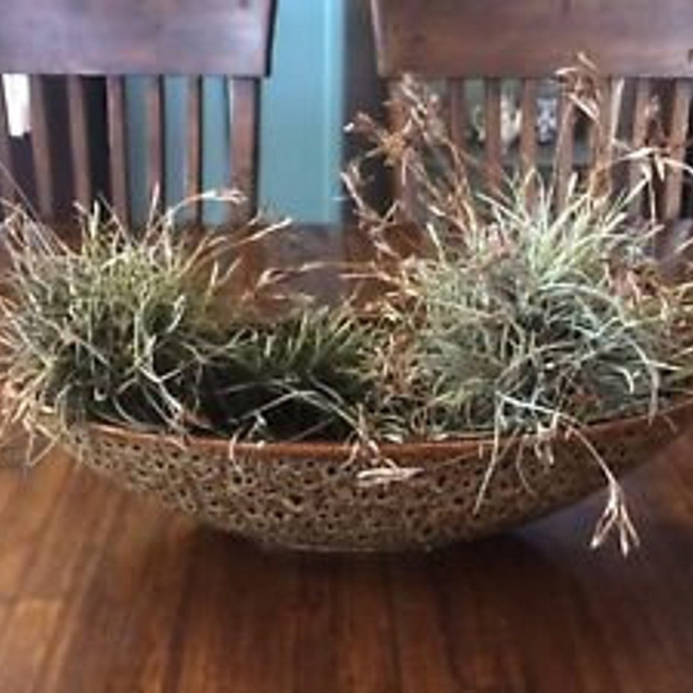 Plants in Bundles of 10 Florida Foliage: Purifying Air